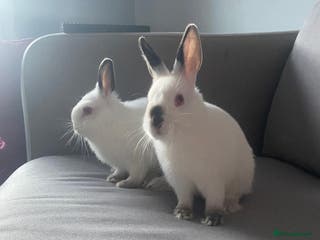 Netherland Dwarf rabbits 2 Netherlands dwarf bunnies for sale - Advert 17