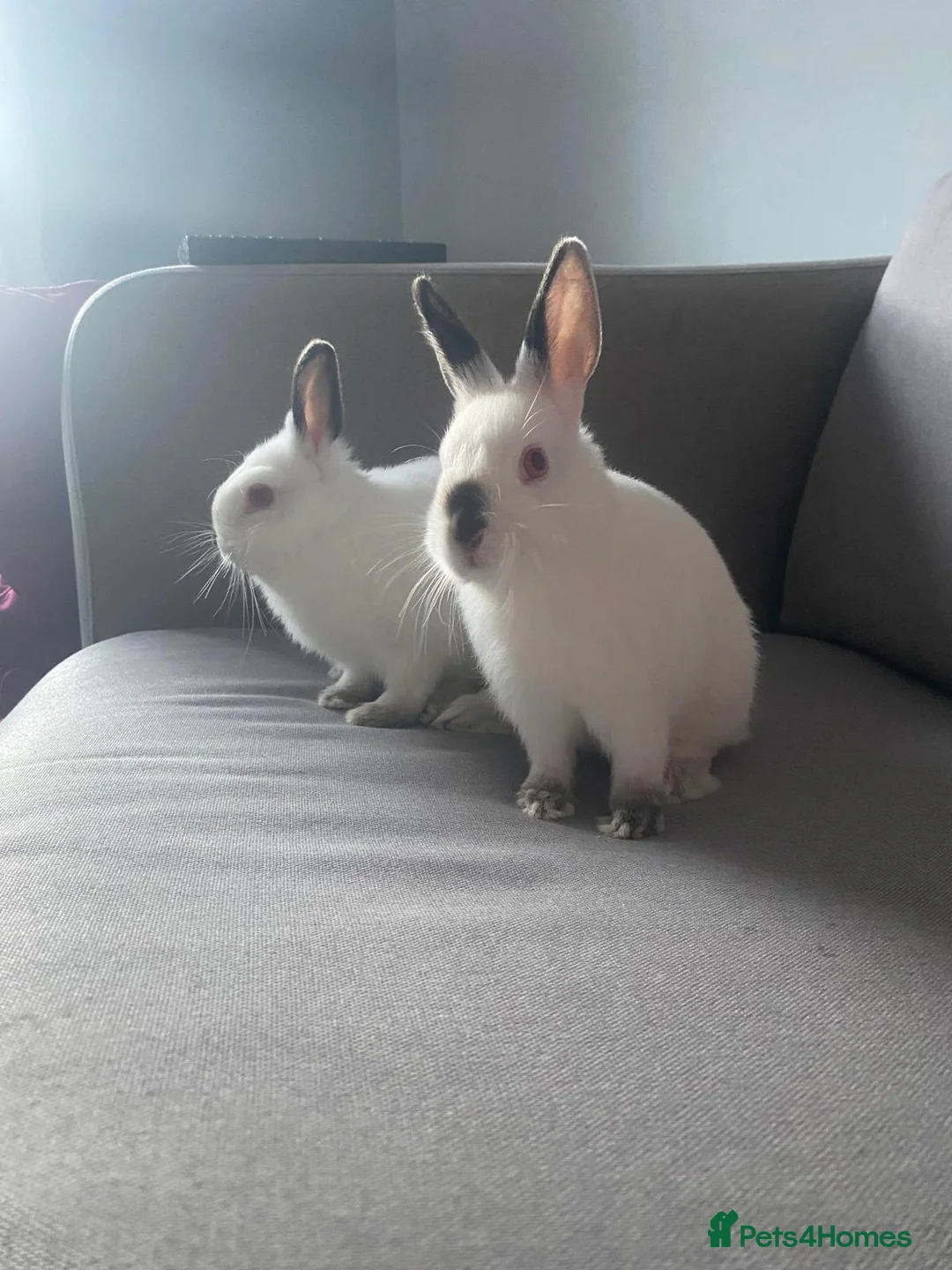 Netherland Dwarf rabbits for sale: 2 Netherlands dwarf bunnies for sale - Advert 1