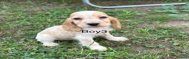 Cocker Spaniel 3