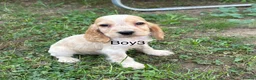 Cocker Spaniel dogs for sale: Show type cocker spaniels puppies  - Advert 18