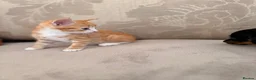 Mixed Breed cats for sale: Kitten for sale  - Advert 6
