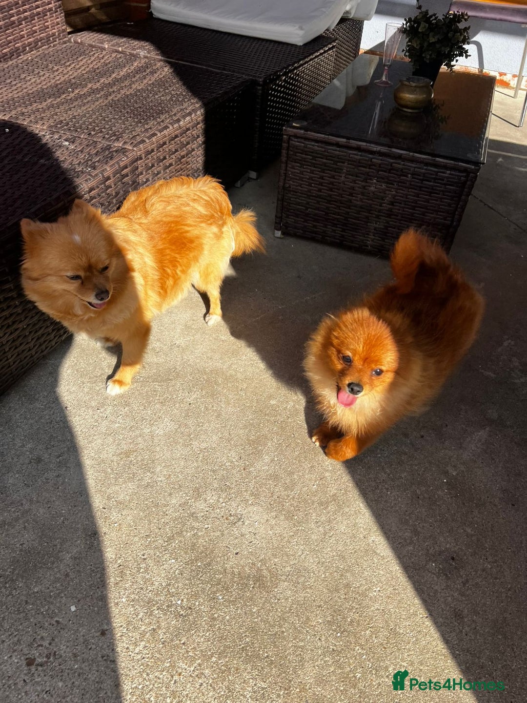 Pomeranian dogs for sale: Beautiful Pomeranian puppies last boy  - Image 8