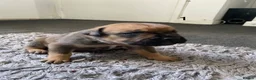 Mixed Breed dogs for sale: ROTTWEILER cross bullmastiff  - Advert 2