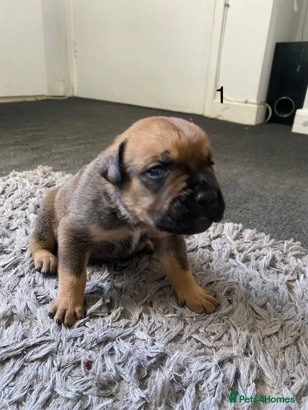 Mixed Breed dogs for sale: ROTTWEILER cross bullmastiff  - Advert 2