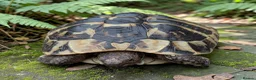Hermann Tortoise reptiles for sale: Female Hermann Boettgeri Tortoise  in Walsall - Advert 3