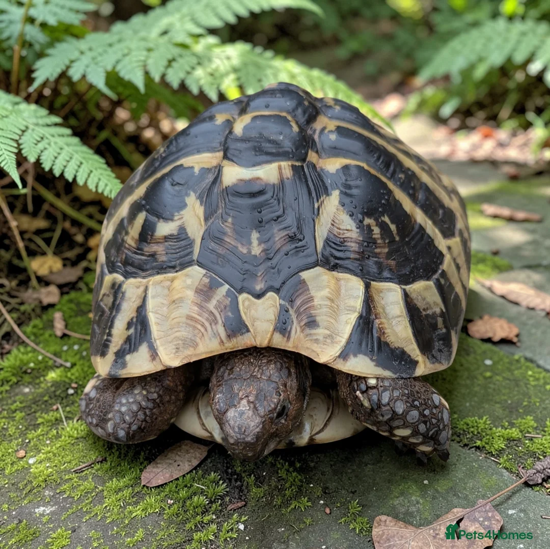 Hermann Tortoise reptiles for sale: Female Hermann Boettgeri Tortoise  in Walsall - Advert 3
