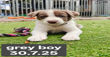 Border Collie dogs - Advert 4