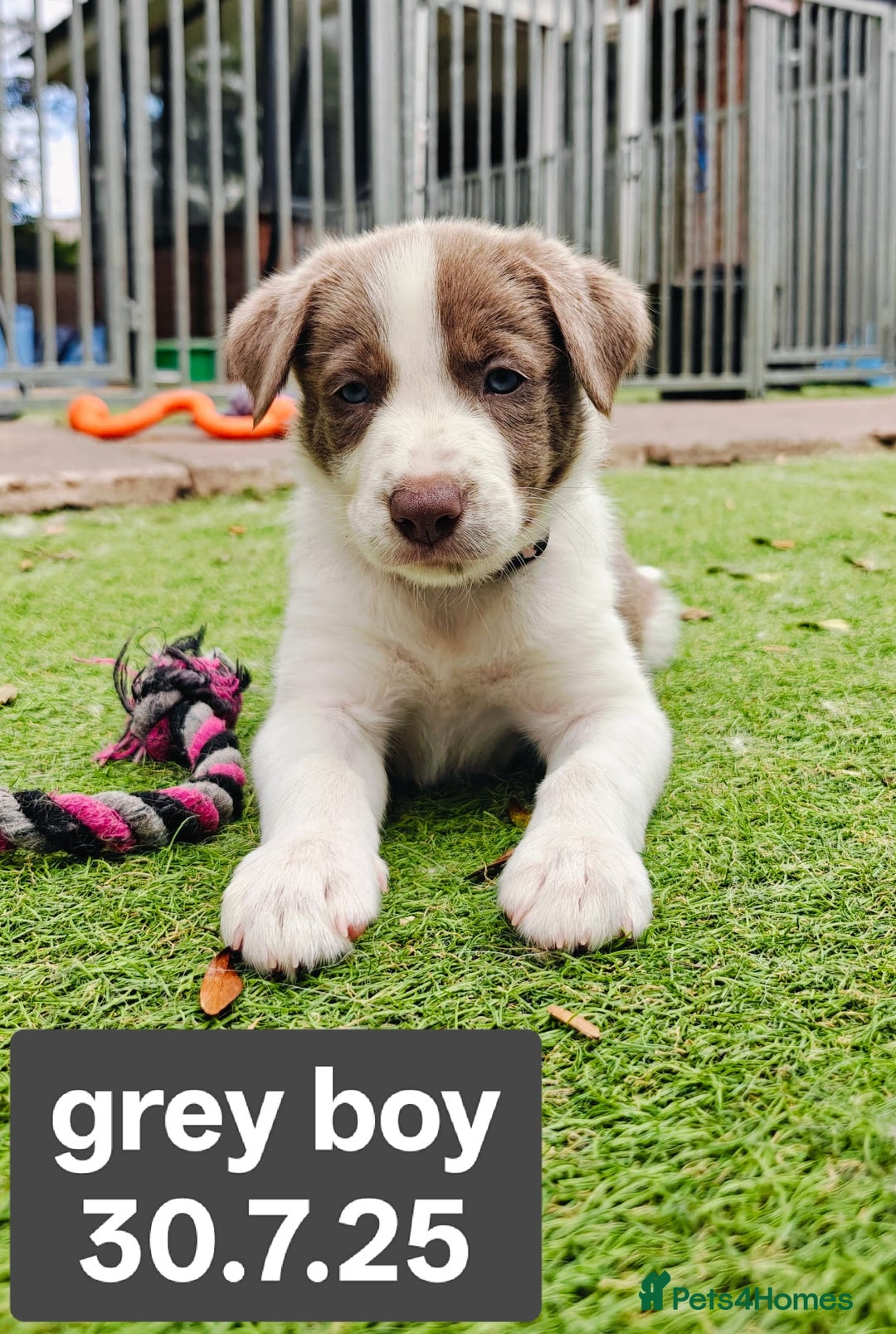 Border Collie dogs for sale: 6 Kennel Club registered Border Collie pups - Image 6