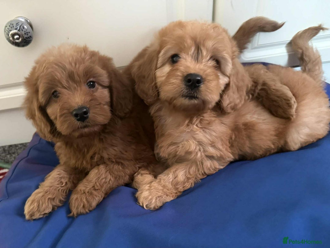 Cockapoo dogs for sale: Ready to beautiful cockapoo puppies  - Advert 9
