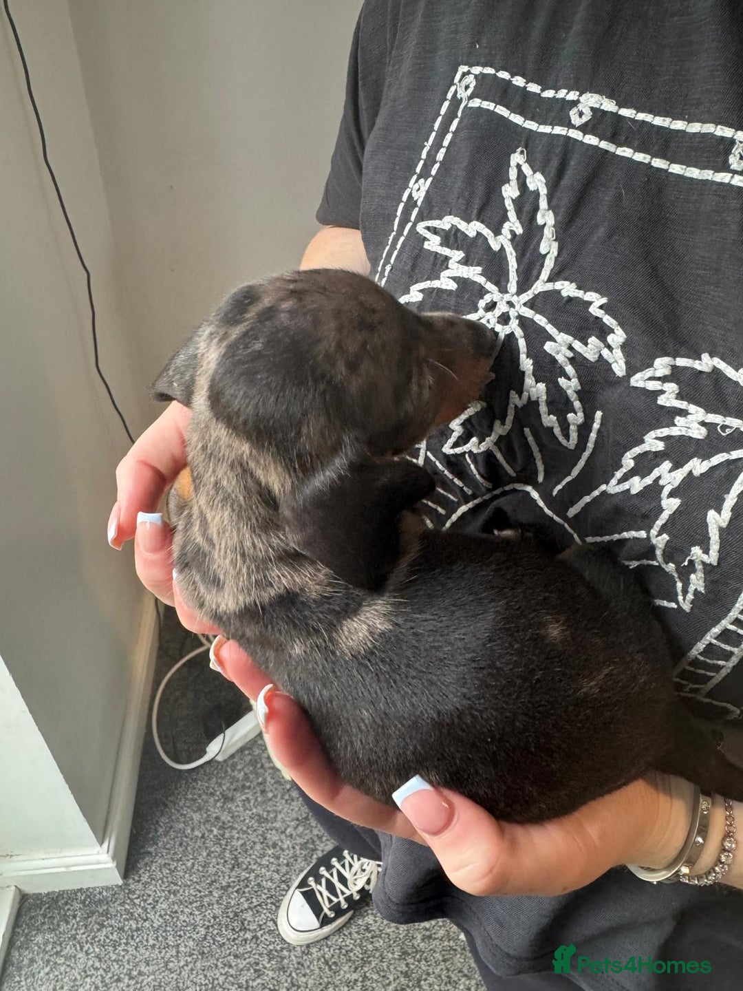 Dachshund dogs for sale: Miniature dachshunds ready now 💗 - Image 12