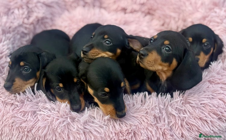 Miniature Dachshund dogs - Advert 1