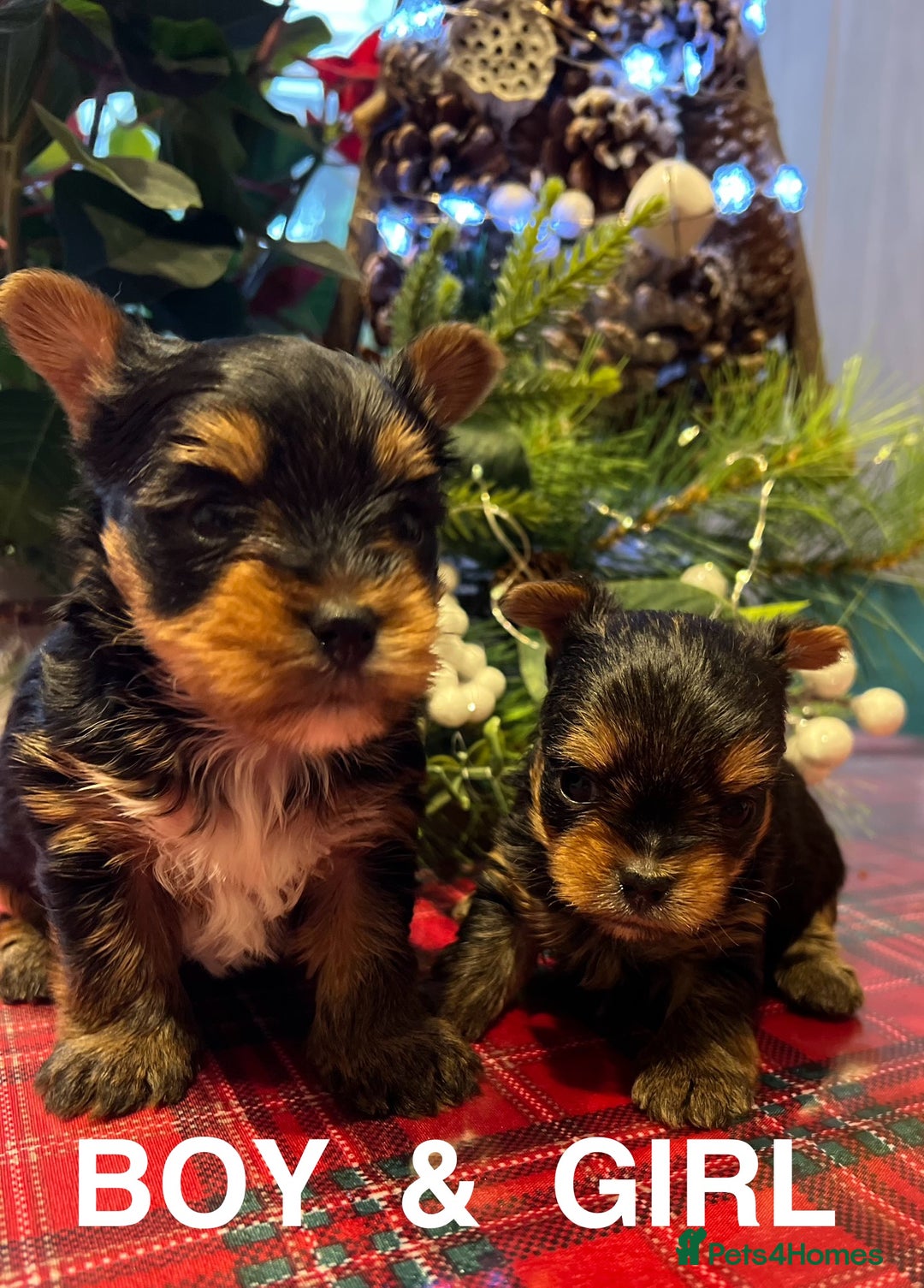 Yorkshire Terrier dogs for sale: Little pedigree yorkie pups - Advert 1