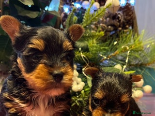 Yorkshire Terrier dogs Little pedigree yorkie pups - Advert 3