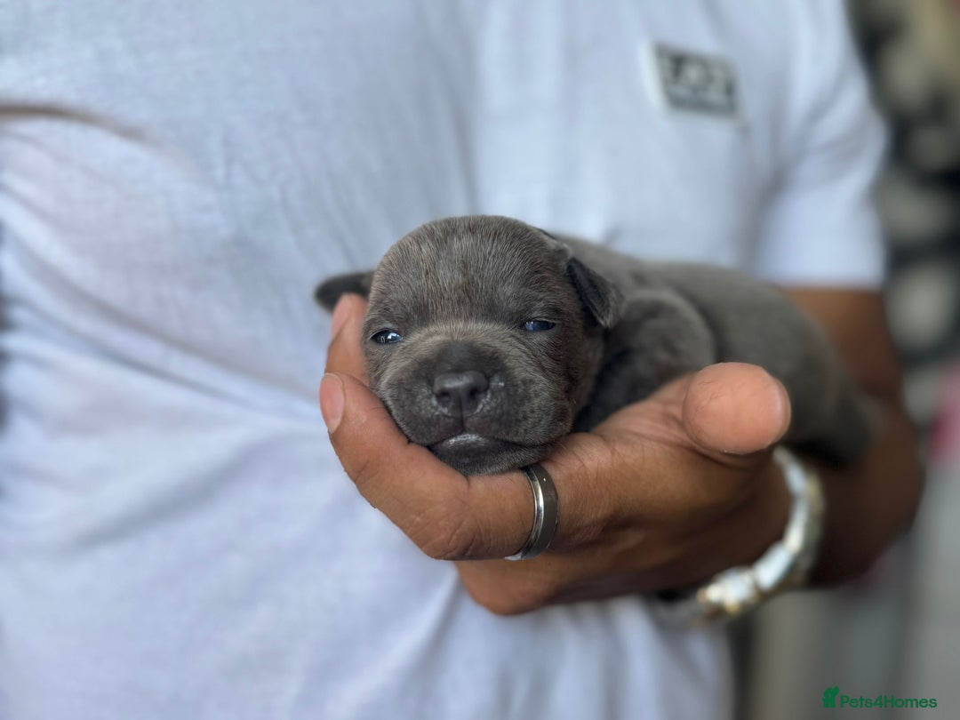 Staffordshire Bull Terrier dogs for sale: 😍😍 BEAUTIFUL & CHUNKY BLUES💙 - Image 30