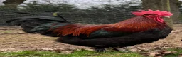 Chickens poultry for sale: Black Copper Maran’s - Advert 3