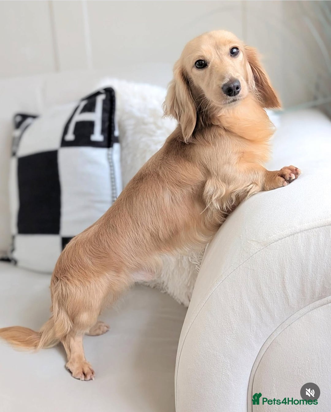 Miniature Dachshund dogs for sale: 2 male long-haired cream miniature dachshunds🩵 - Image 17