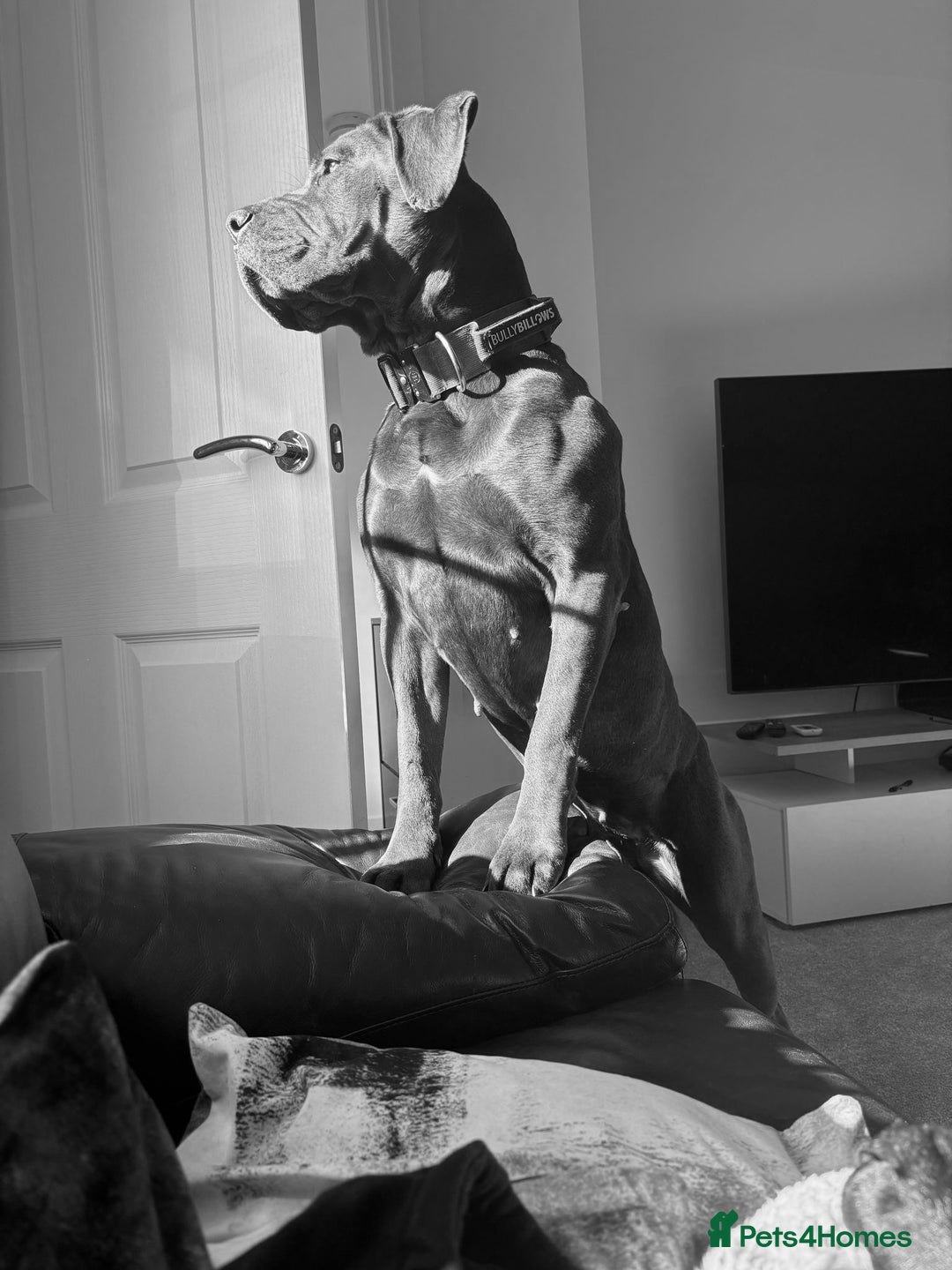 Cane Corso dogs for sale: Kaile - Image 5