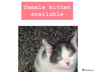 Mixed Breed cats kittens - Advert 18