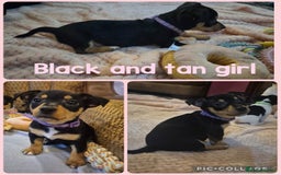 Jack Russell dogs for sale: 4 beautiful jack russell puppies now available. - Image 2