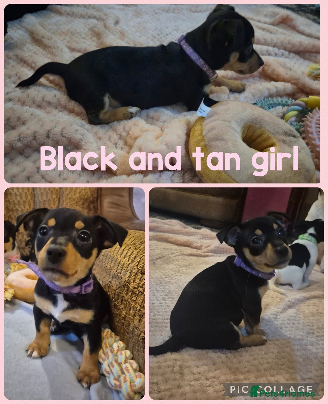 Jack Russell dogs for sale: 4 beautiful jack russell puppies now available. - Image 2