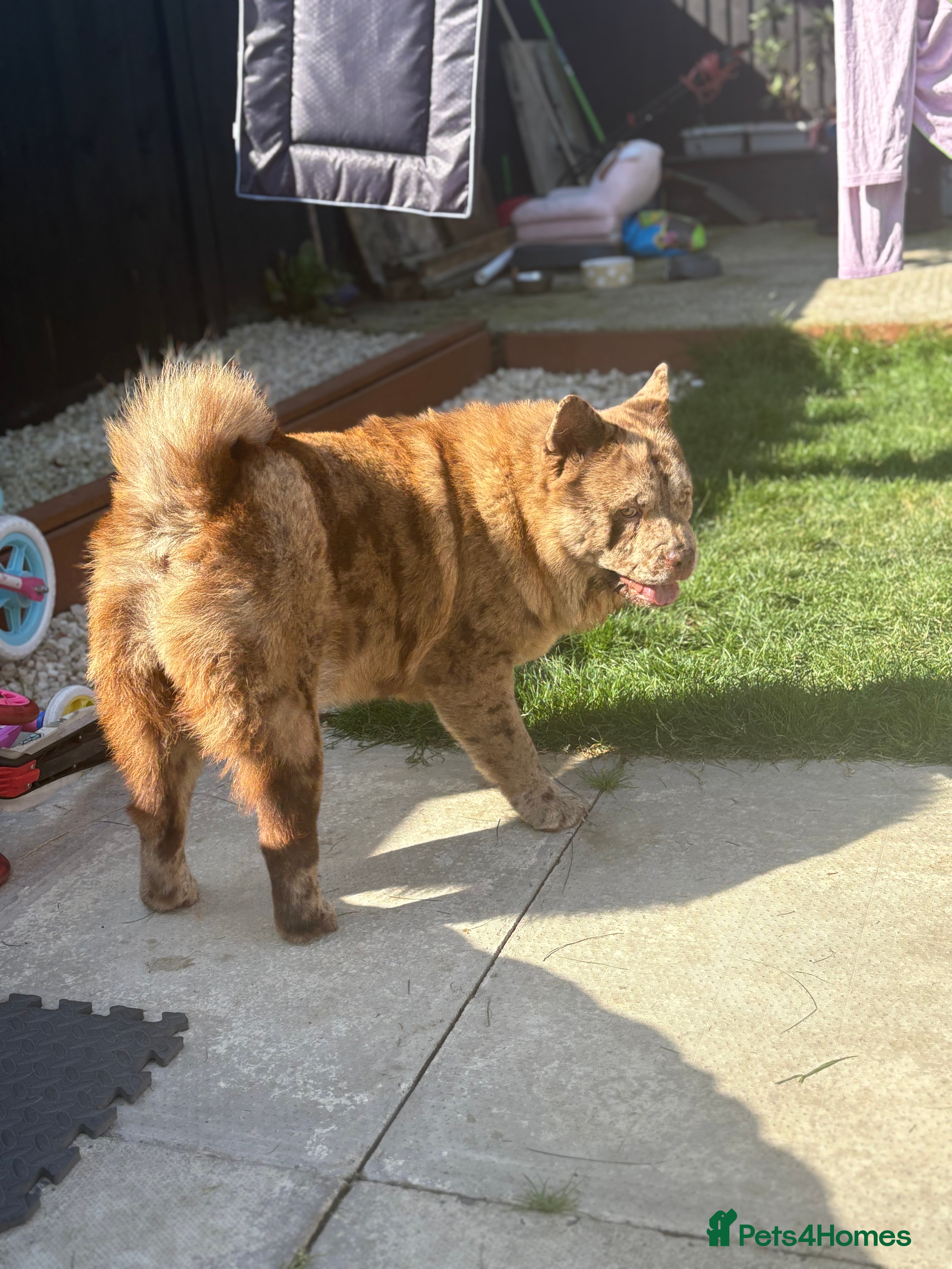 Chow Chow dogs ** Female Merle ** - Advert 6