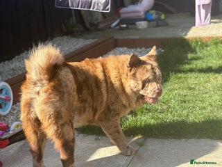 Chow Chow dogs ** Female Merle ** - Advert 2