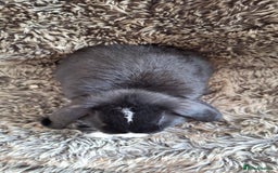 Mini Lop rabbits for sale: Cute & Cuddly Baby Mini Lops - Image 6