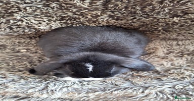 Mini Lop rabbits - Advert 3
