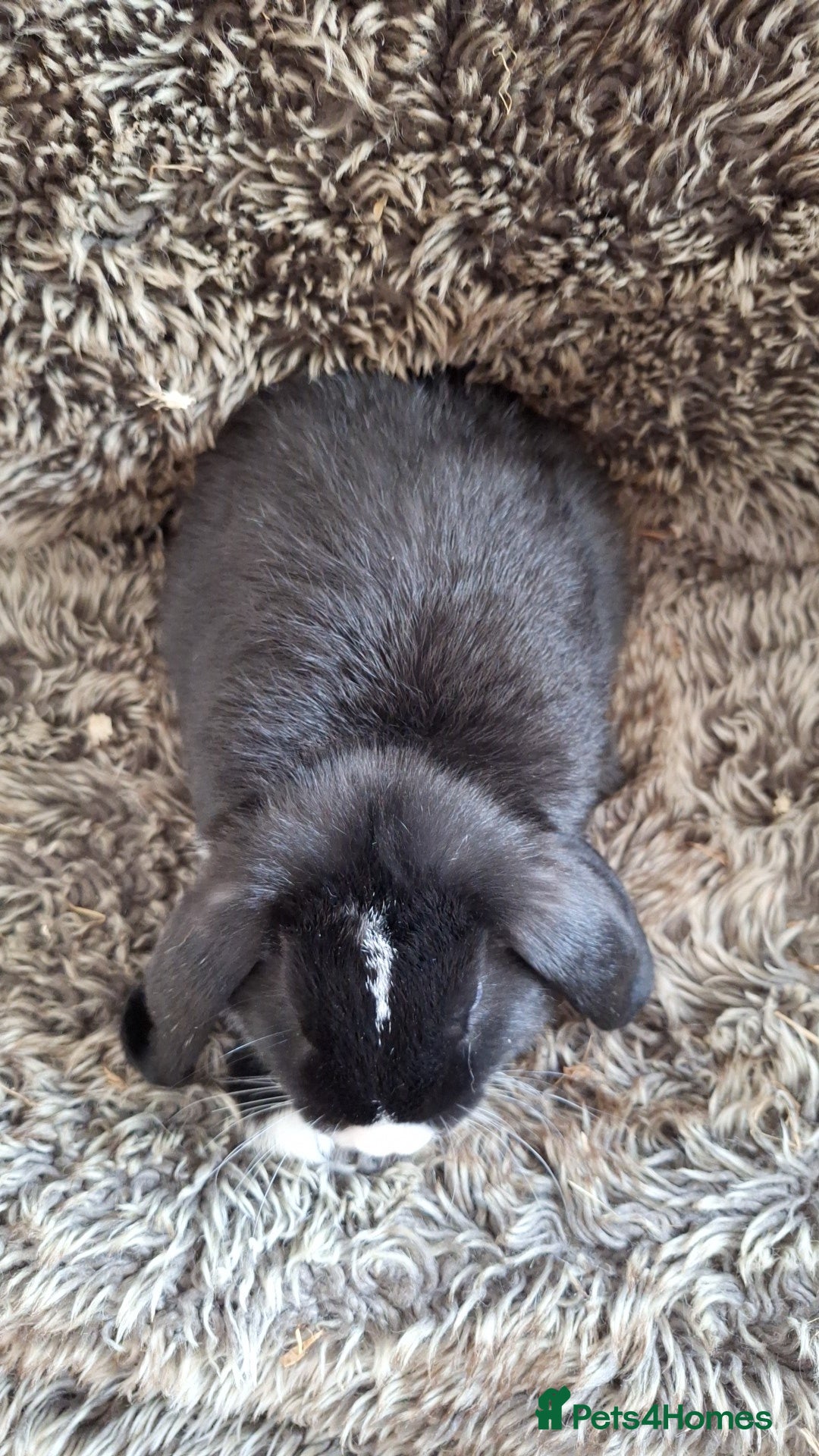 Mini Lop rabbits for sale: Cute & Cuddly Baby Mini Lops - Image 6