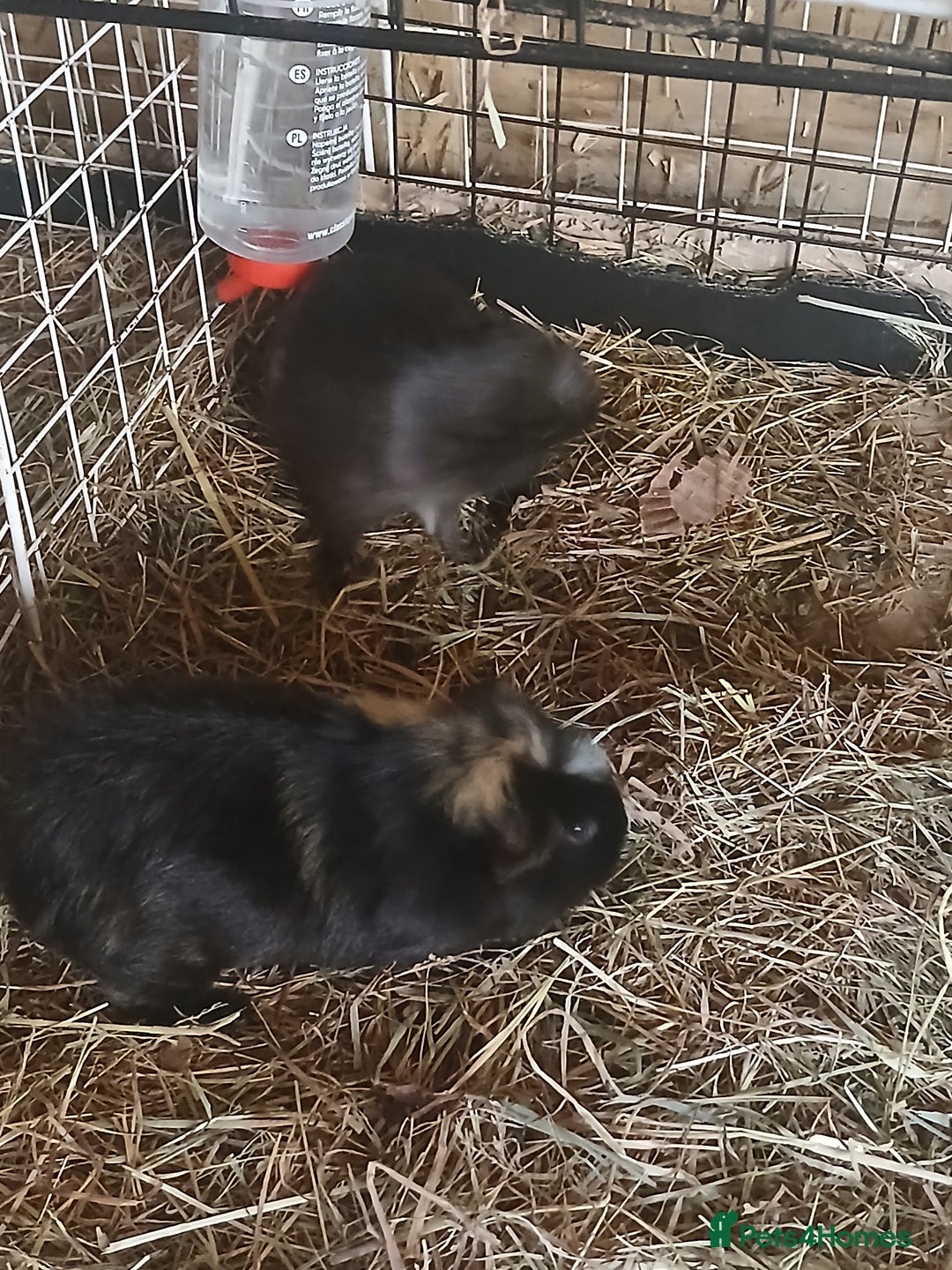 Guinea Pig rodents for sale: Boar Guinea Pigs for Sale £30 ( REDUCED) - Image 7