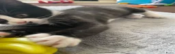 Mixed Breed cats for sale: Two beautiful black & white female kittens - Advert 40