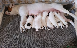 American Bulldog dogs for sale: American bulldogs  - Image 1