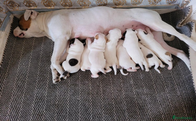 American Bulldog dogs - Advert 2