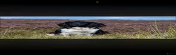 English Springer Spaniel dogs for sale: Beautiful Springer Spaniel Puppies  - Advert 4