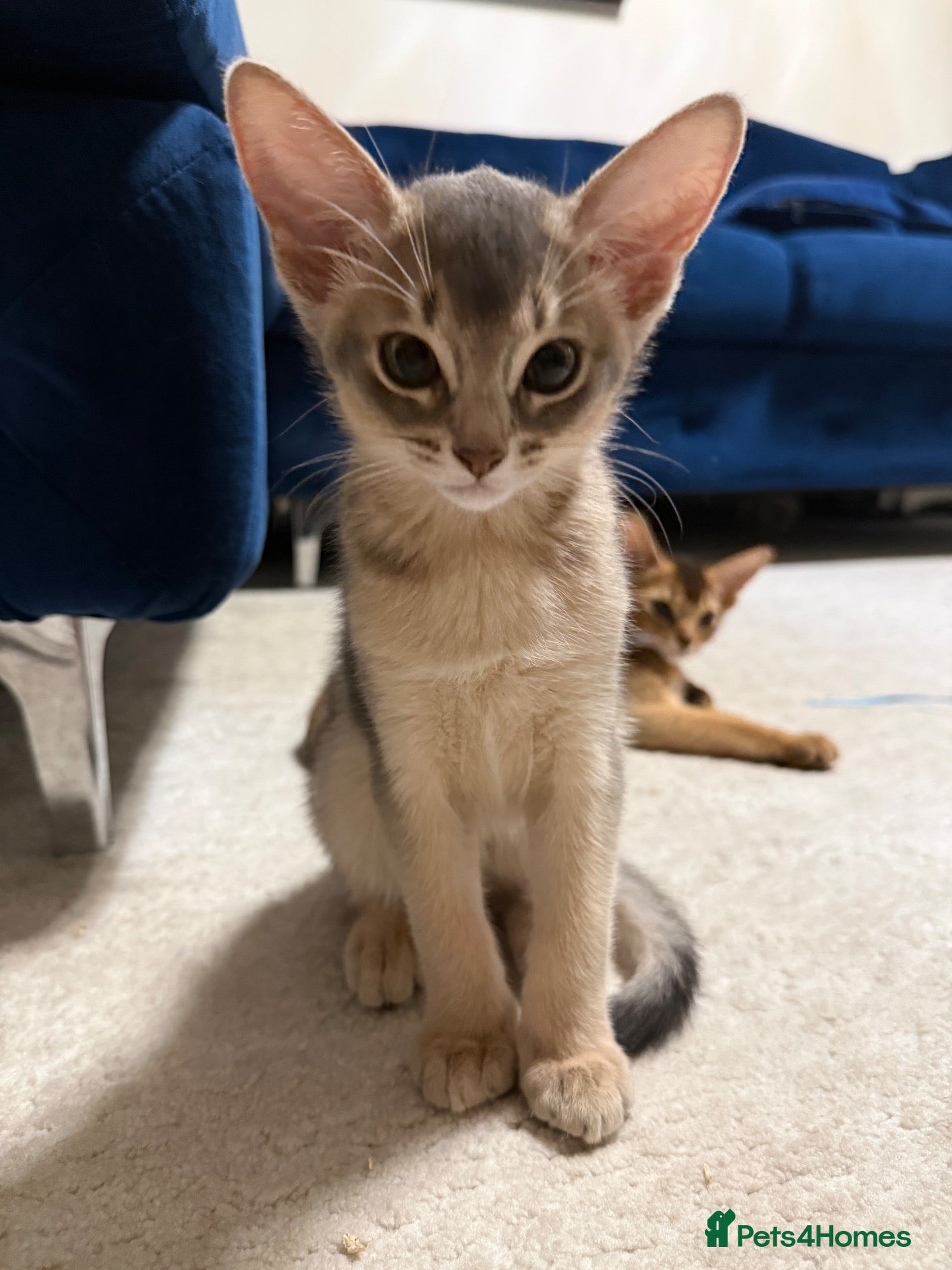 Abyssinian cats 🐾 Last Gorgeous Abyssinian Kitten Left 🐈‍⬛ - Advert 13