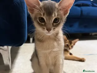 Abyssinian cats 🐾 Last Gorgeous Abyssinian Kitten Left 🐈⬛ - Advert 13