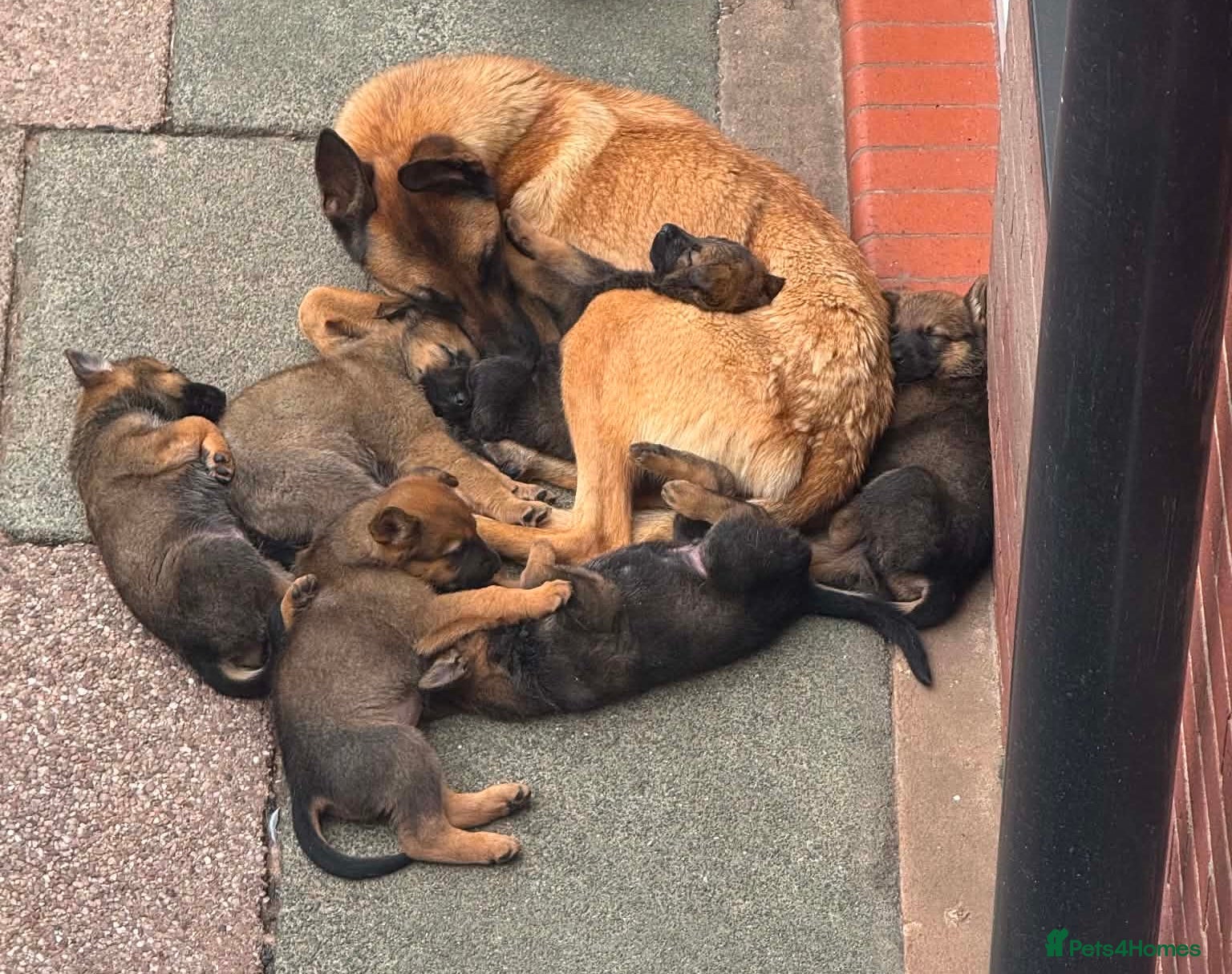 Mixed Breed dogs Loving Puppies Ready to Leave Soon - Advert 3