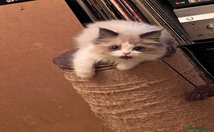 Ragdoll cats - Advert 15