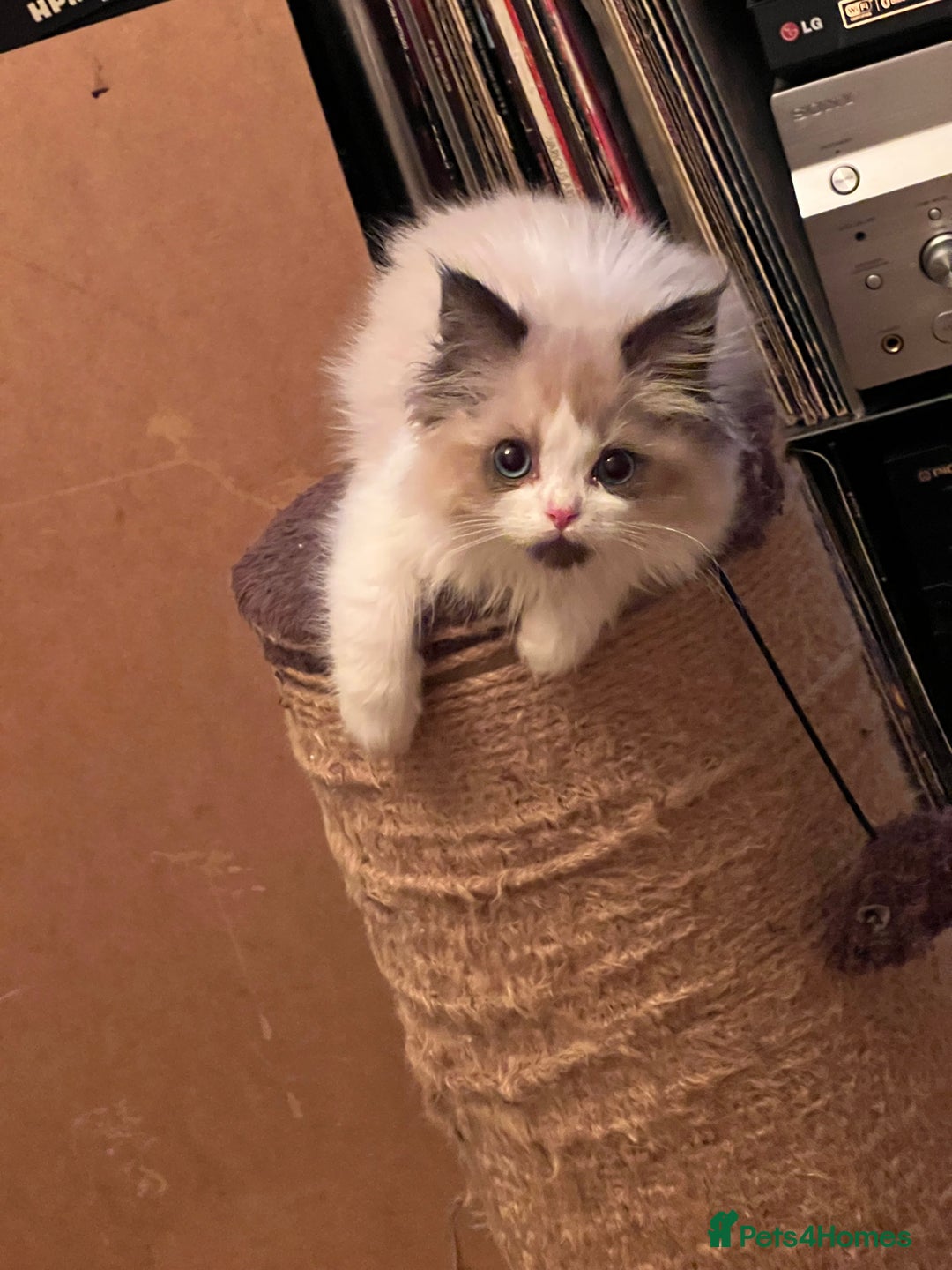 Ragdoll cats for sale: Beautiful Ragdoll kittens  - Image 1