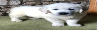 Golden Retriever 4
