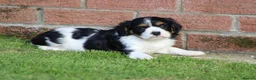 Cavachon dogs for sale: Beautiful Cavachon puppies for sale - Advert 30