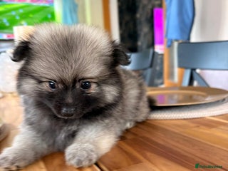 Pomeranian dogs - Advert 20