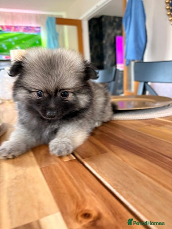 Pomeranian dogs - Advert 1
