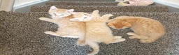 Domestic Shorthair cats for sale: Ginger baby kittens in Stoke-on-Trent - Advert 3
