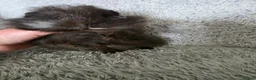 Guinea Pig rodents for sale: Swiss boys - Advert 5