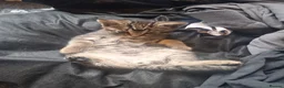 Mixed Breed cats for sale: Mixed tabby short haired - Advert 6