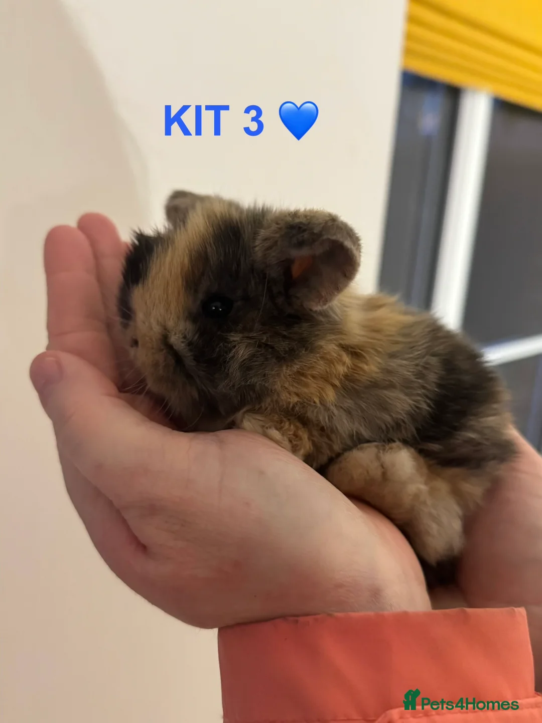 Mini Lop rabbits for sale: Purebred mini lop rabbits  - Advert 6