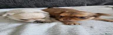 Chihuahua 
