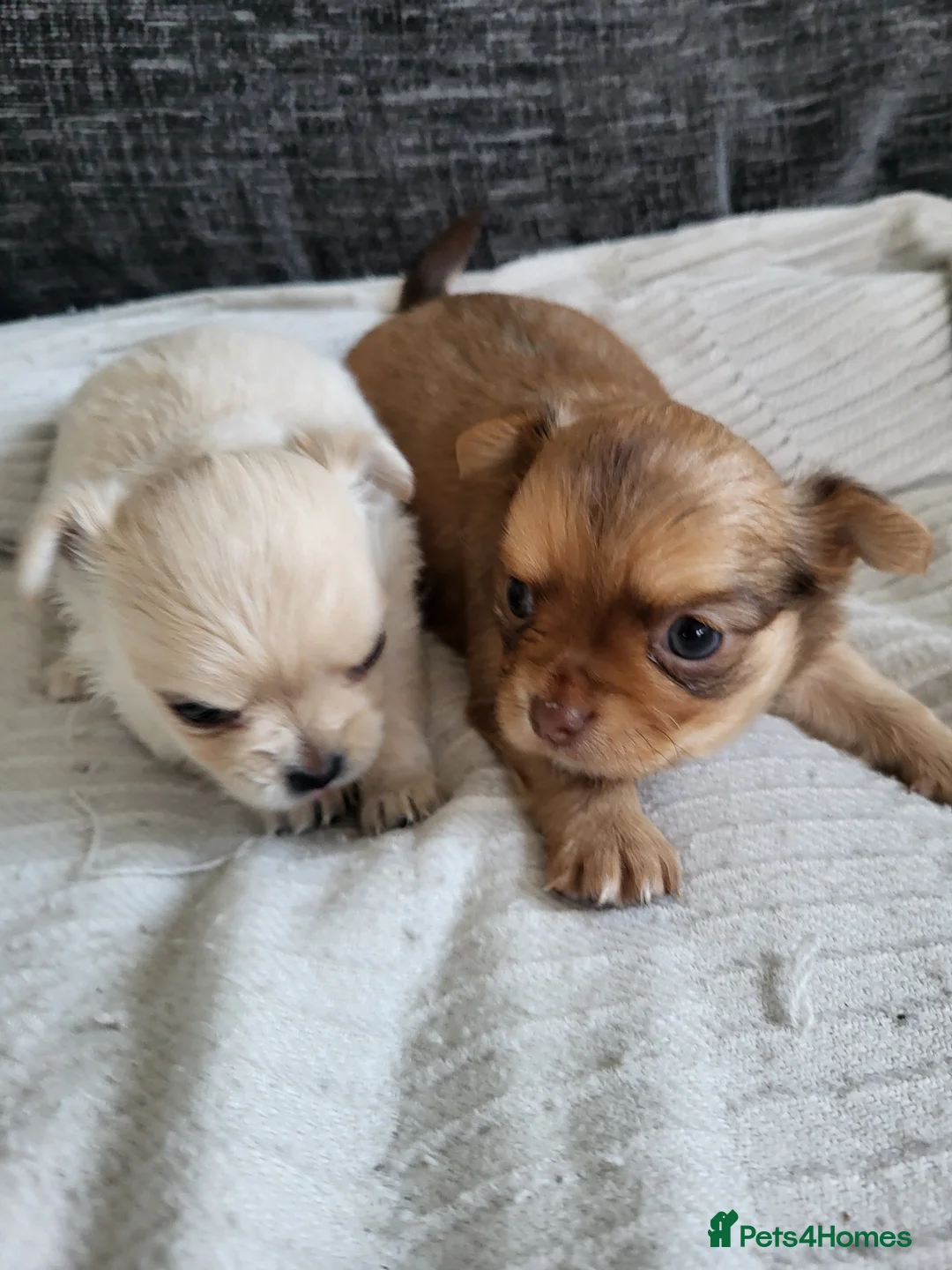 Chihuahua dogs for sale: Stunning puppies - Advert 2