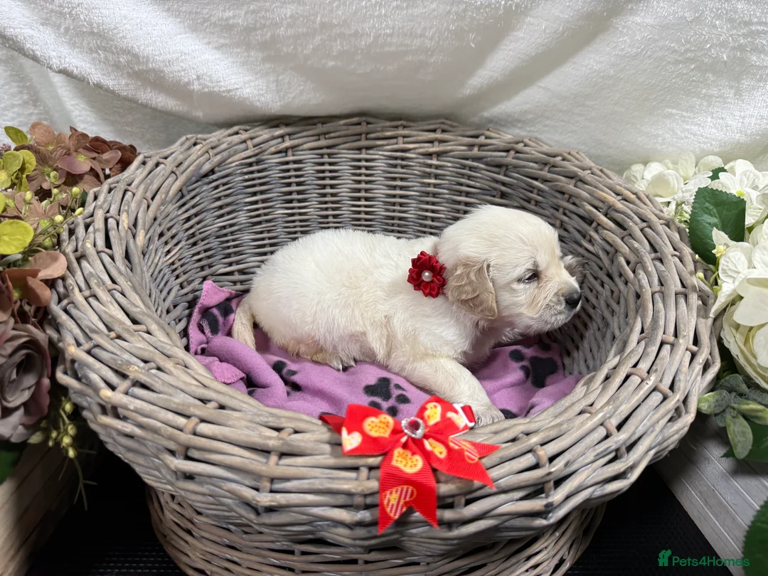 Golden Retriever dogs for sale: Stunning Kc registered golden retrievers - Advert 12